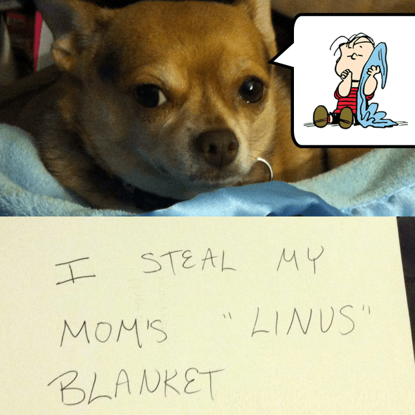 "I steal Linus Blanket." said dog.