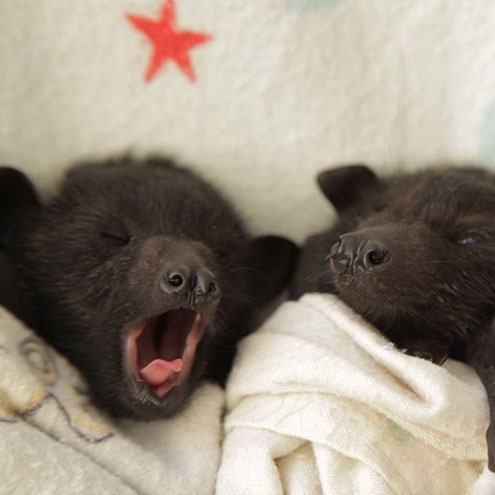 Baby bat yawns...