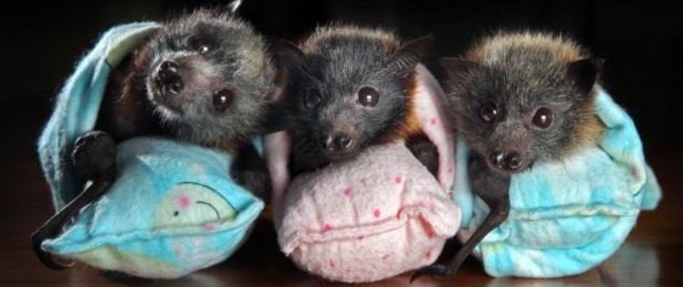 Baby bats in wraps.