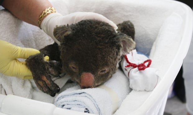 Injured koalas need mittens.